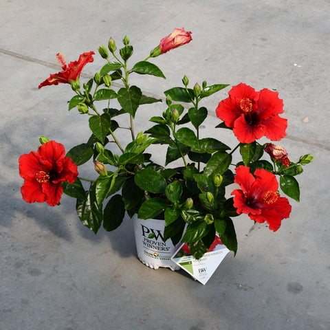 Hibiscus rosa sinensis 'Hollywood Hot Shot'