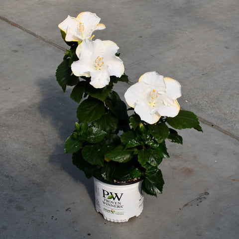 Hibiscus rosa-sinensis 'Hollywood Earth Angel'