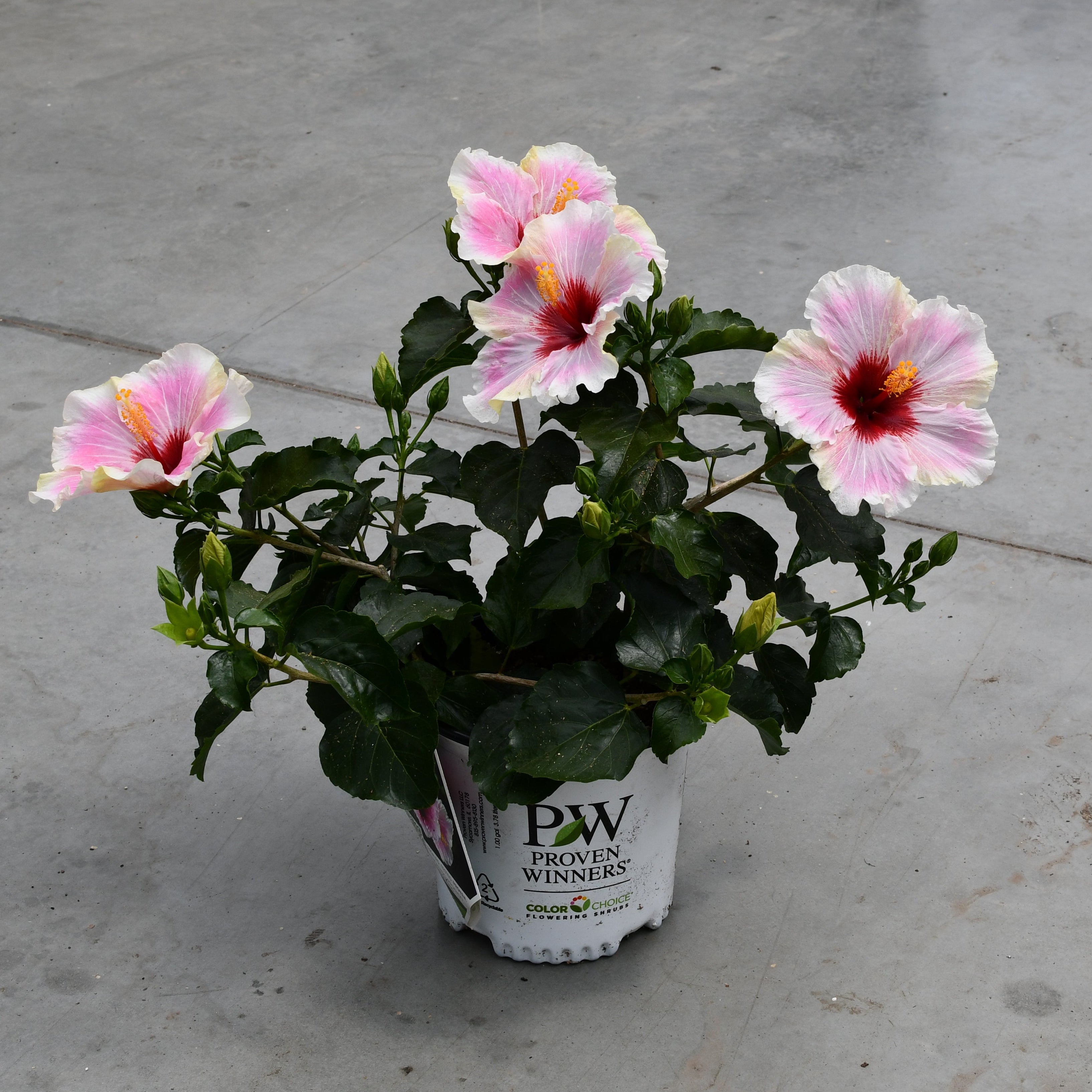 Hibiscus Hollywood 'America's Sweetheart' | Tropical | Plantarium