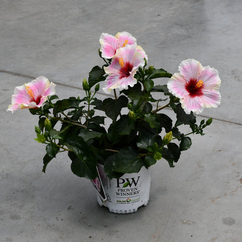 Hibiscus rosa sinensis 'Hollywood America's Sweetheart'