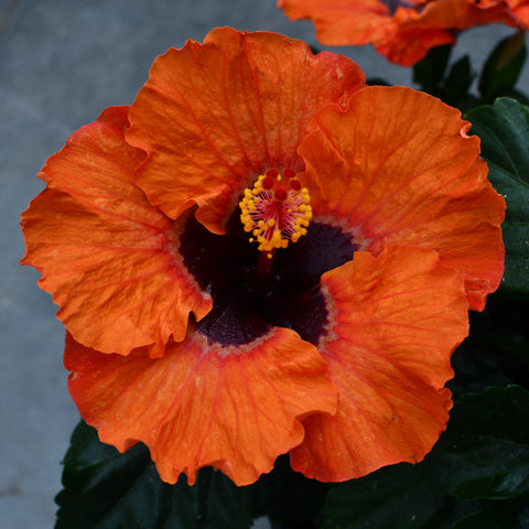 Hibiscus rosa sinensis 'Hollywood Sunset Boulevard'
