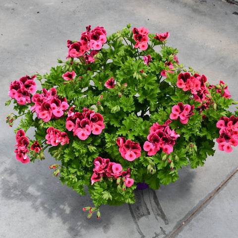 Geranium Regal Candy Flowers Pink Eye (Pink Bicolor)
