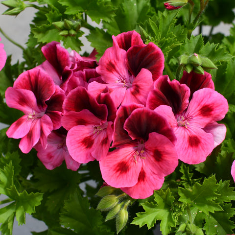 Geranium Regal Candy Flowers Pink Eye (Rose Bicolor)