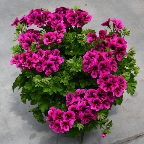 Geranium Regal  Candy Flowers Violet (Mauve bicolor)