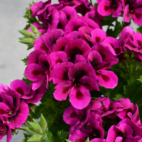 Geranium Regal  Candy Flowers Violet (Mauve bicolor)