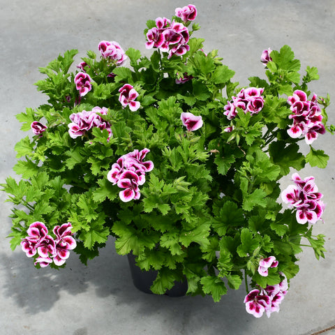 Geranium Regal Candy Flowers Bicolor (Rose et blanc)