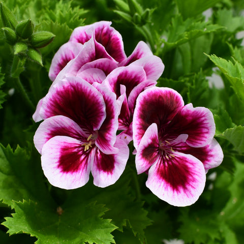 Geranium Regal Candy Flowers Bicolor (Rose et blanc)