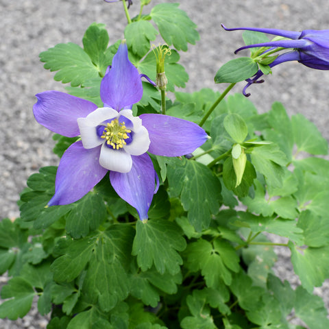 Aquilegia Kirigami Deep Blue and White