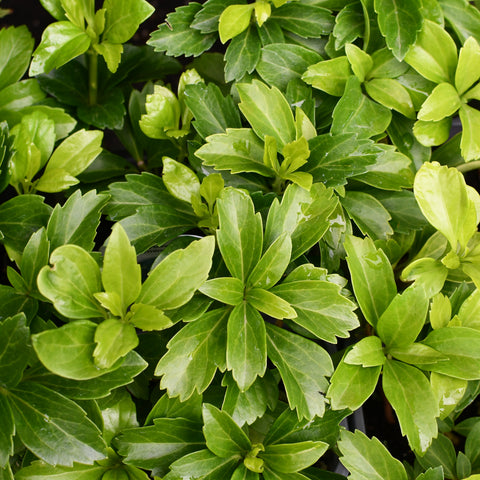 Pachysandra terminalis