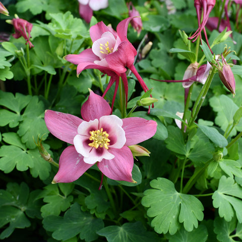 Aquilegia Kirigami Rose & Pink