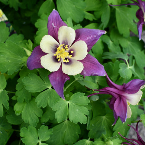 Aquilegia Earlybird Purple Yellow