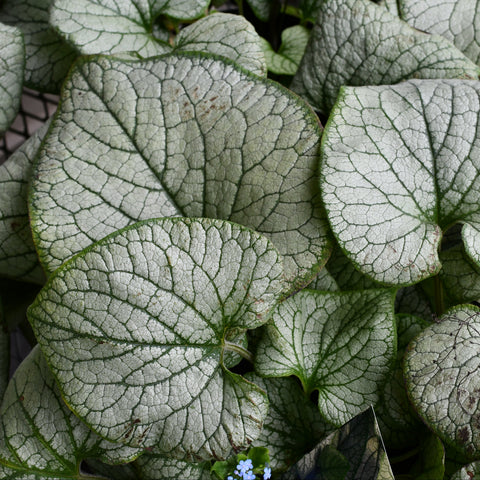 Brunnera 'Jack Frost'