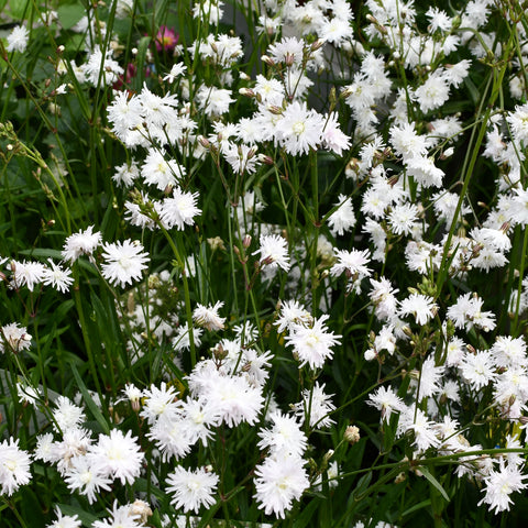 Lychnis flos cuculi 'Petit Henri' (Blanc)