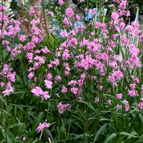 Lychnis flos cuculi 'Petite Jenny' (Rose)