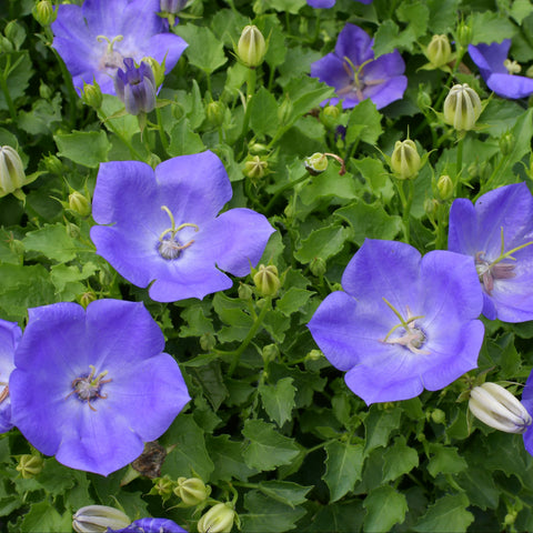 Campanula 'Rapido Blue'