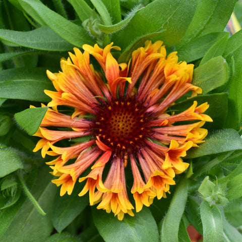 Gaillardia 'Spin Top Copper Sun'