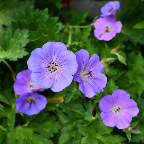Geranium 'Rozanne'