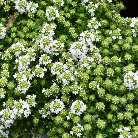 Thymus 'Albus' (Fleurs blanches)