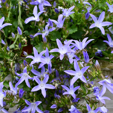 Campanula muralis