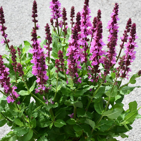 Salvia nemorosa 'Rose Marvel'