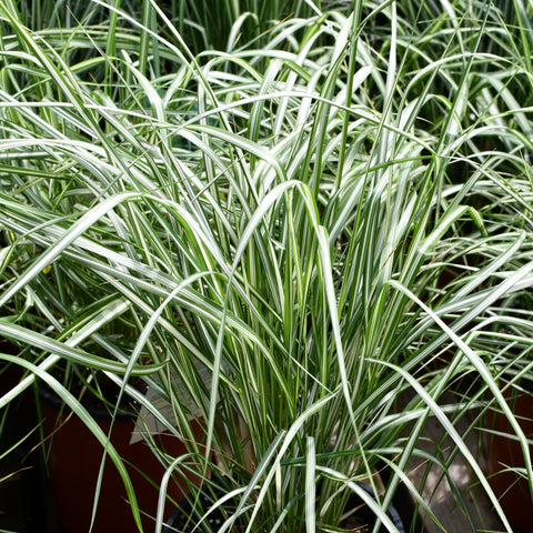 Calamagrostis 'Lightning Strike'