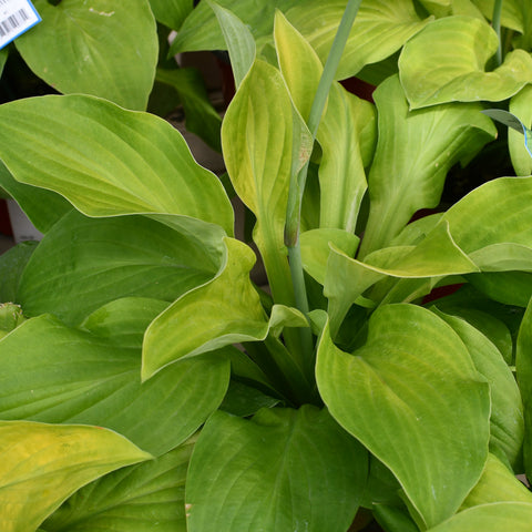 Hosta 'August Moon'
