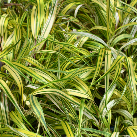 Hakonechloa Aureola