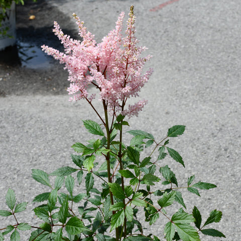 Astilbe 'Erica'