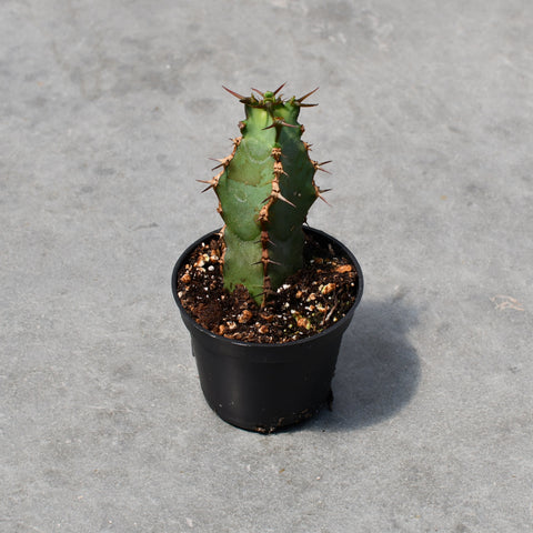 Euphorbia coerulescens