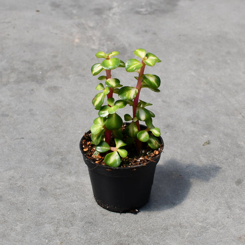 Portulacaria afra mediopicta