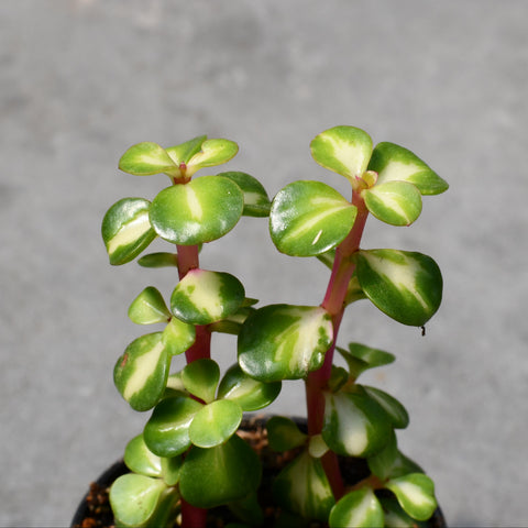 Portulacaria afra mediopicta