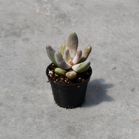 Pachysedum 'Ganzhou'