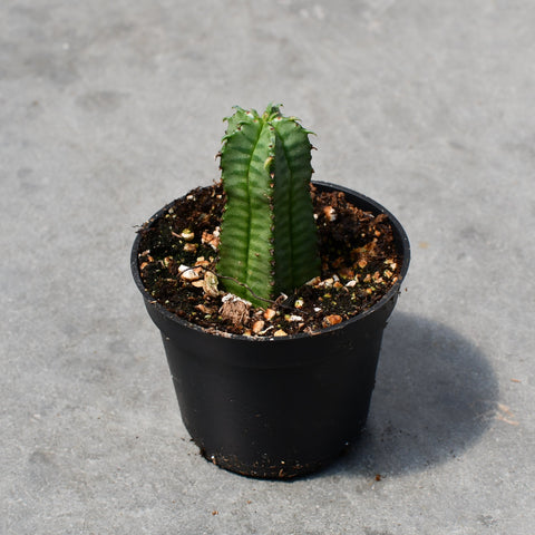 Euphorbia anoplia