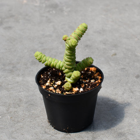 Crassula rupestris var. Marnieriana cv. Concorta