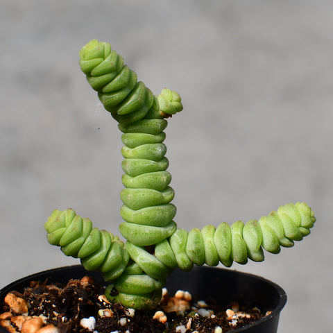Crassula rupestris var. Marnieriana cv. Concorta
