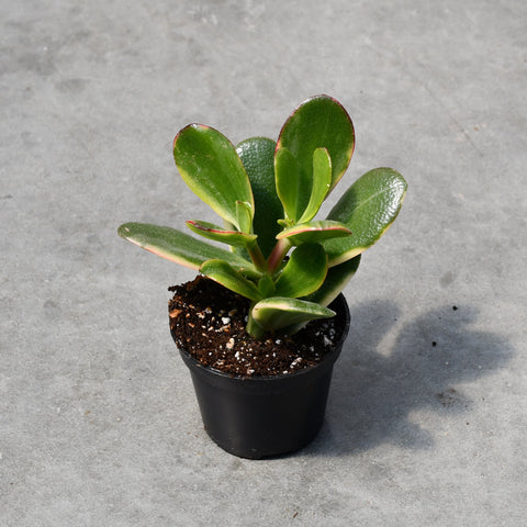 Crassula ovata f. variegata