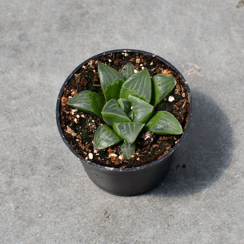 Haworthia retusa