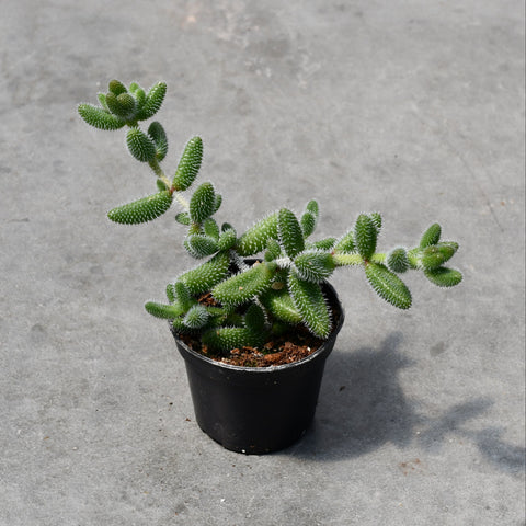Delosperma
