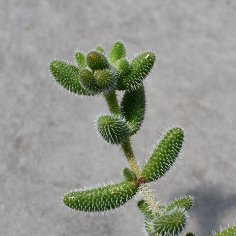 Delosperma echinatum