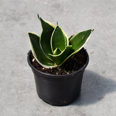 Sansevieria hahnii jade f. albomarginata
