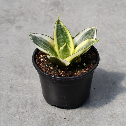 Sansevieria trifasciata 'Golden Hahni'