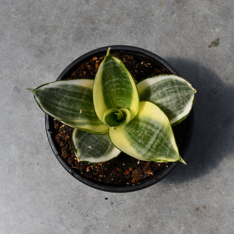 Sansevieria trifasciata 'Golden Hahni'