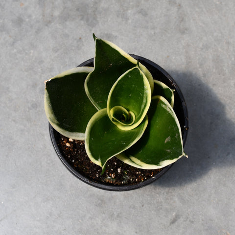 Sansevieria hahnii jade f. albomarginata