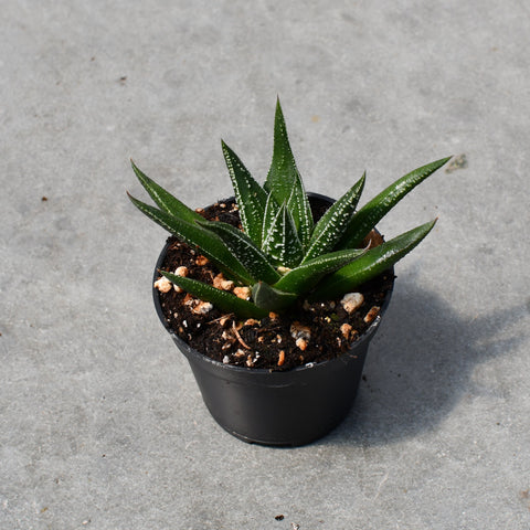 Haworthia herbacea