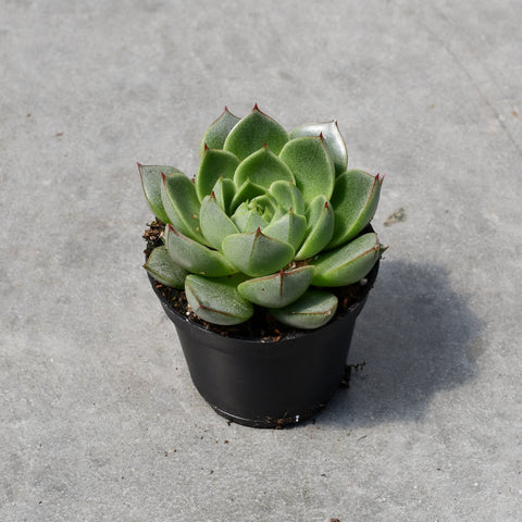Echeveria purpusorum 'Green Gilva'