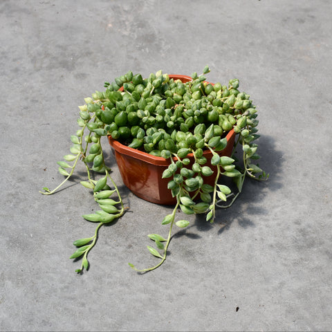 Senecio herreianus f. variegata