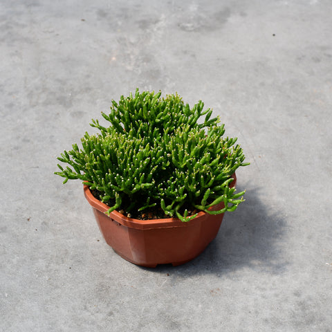 Rhipsalis baccifera
