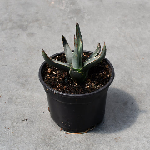Agave ferdinandi-regis