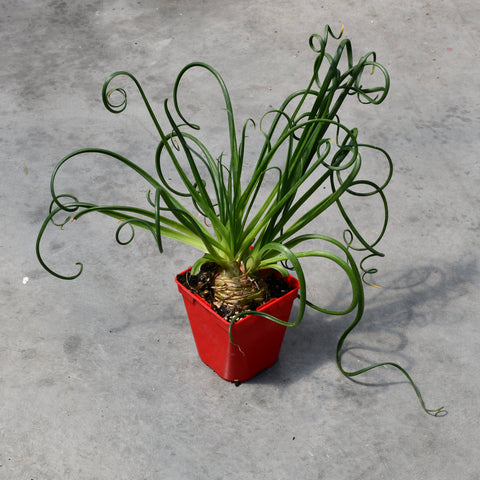 Albuca spiralis