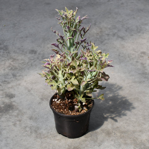 Senecio articulatus variegata